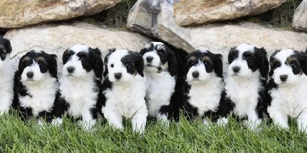 Sheepadoodle puppies available store now